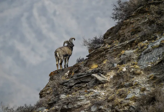 A bharal, also called the Himalayan blue sheep, at a nature reserve in north-west China. (Photo by Xinhua News Agency/Barcroft Images)