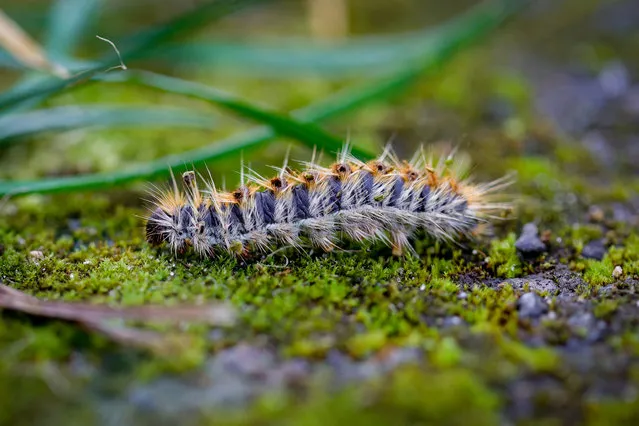 This photograph taken on February 12, 2024, shows a Pine processionary caterpillar in Moisson (some 70km west of Paris). A stinging insect, the Pine processionary caterpillar, which is harmful to the health of both humans and animals, causing severe irritation, is now infesting almost all of mainland France, encouraged, according to the authorities, by global warming. (Photo by Geoffroy van der Hasselt/AFP Photo)