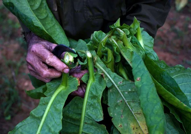In this February 28, 2017 photo, tobacco picker Romerio Garcia collects leaves at the Alfredo Rojas farm in Vinales, Cuba's western province Pinar del Rio. This year, officials and farmers say, will prove to be a bumper crop of tobacco for the island, with yields from the country's tobacco plantations in the north showing healthy gains. (Photo by Ramon Espinosa/AP Photo)