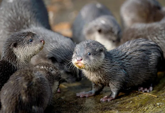 Young Asian small-clawed otters explore their compound at the animal park in in Neumuenster, northern Germany, Wednesday, March 5, 2015. Six otter cubs were born at the animal park on December 7, 2013. (Photo by Maja Hitij/AP Photo/DPA)