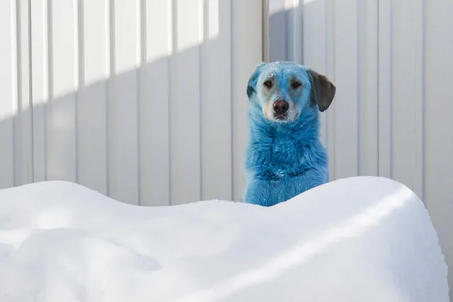 A dog at the Zoozashchita-NN veterinary clinic in Nizhny Novgorod, Russia on February 19, 2021. On February 13, 13 stray dogs with bright blue fur were found and caught at the Dzerzhinskoye Steklo (Dzerzhinsk Glass) factory producing acrylic glass and prussic acid in the city of Dzerzhinsk. The dogs' fur tested positive for the Prussian blue pigment; now the dogs are under supervision at the Zoozashchita-NN vet clinic in Nizhny Novgorod. (Photo by Mikhail Solunin/TASS)