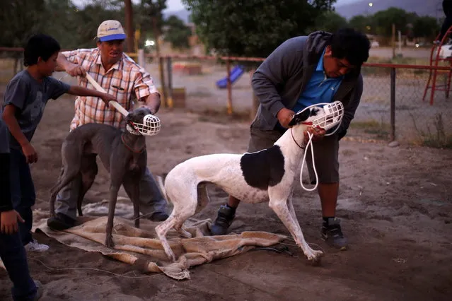 Trainers hold their greyhounds after a race at Santiago city, March 1, 2014. (Photo by Ivan Alvarado/Reuters)