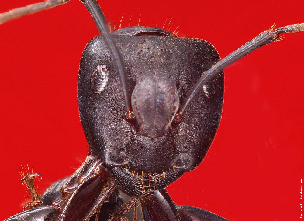 Exclusively for AvaxNews: Learning Abilities Of Insects