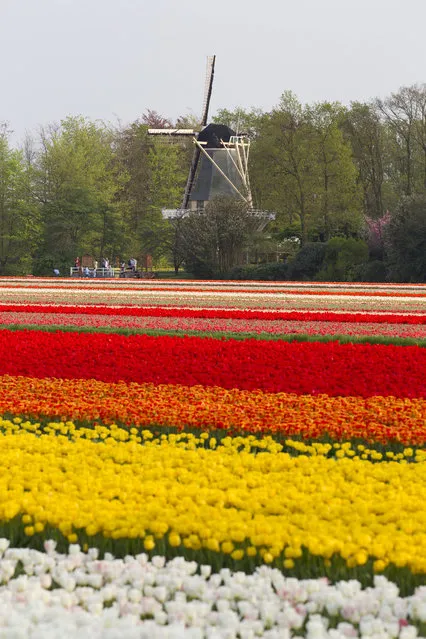 A windmill stands near tulip fields that are in full bloom on April 21, 2011 in Lisse, Netherlands. Tourists from all over the world flock down on the so called Bulb area and the Keukenhof Flower Park to enjoy the colourfull fields of blooming tulips and a wide range of other flowers. (Photo Michel Porro/Getty Images)