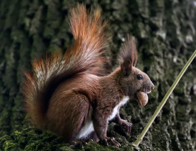 A squirrel eats a nut in a park in Lviv, Ukraine, April 29, 2016. (Photo by Gleb Garanich/Reuters)