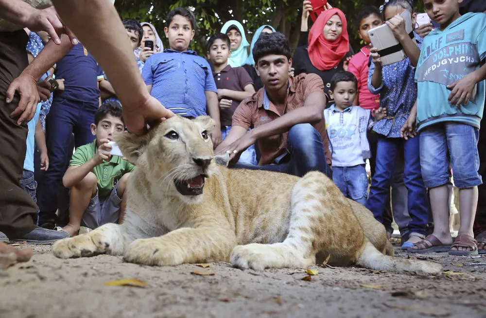 Mideast Gaza Lion Cubs