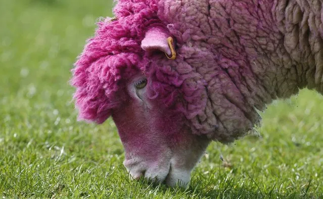 A sheep with dyed pink wool grazes in a field near the village of Balintoy April 24, 2014. It has been painted pink to welcome the arrival of the Giro d'Italia cycle race whose race leader wears a pink jersey. (Photo by Cathal McNaughton/Reuters)