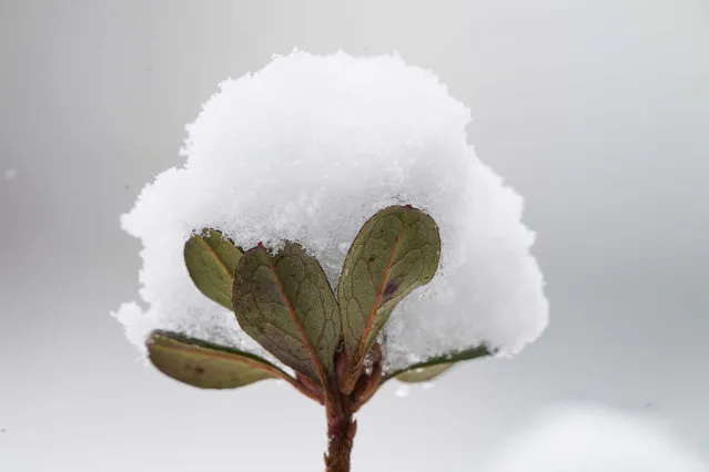 Snow accumulation is seen on a plant, Saturday, March 12, 2022, in Lutherville-Timonium, Md. Much of the northeast is experiencing a late winter storm dropping snow and high winds. (Photo by Julio Cortez/AP Photo)