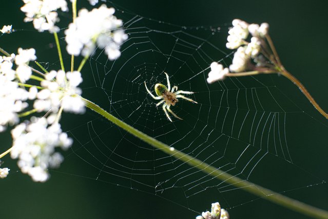 A view of cucumber green spider (Araniella cucurbitina) at Alucdagi Nature Park located in Camlidere district of Ankara, Turkiye on June 23, 2024. (Photo by Harun Ozalp/Anadolu via Getty Images)