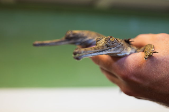 The 2024 gharial crocodile hatchlings at Fort Worth Zoo, Forth Worth. Photo released July 26 2024. A zoo has made history with the first back-to back gharial crocodile hatchlings born in North America.The two gharial hatchlings were born on June 16, and 22nd at Fort Worth Zoo, Forth Worth, Texas.Gharials are listed as critically endangered animals by the International Union for the Conservation of Nature.Fort Worth was the only zoo in North America that has produced multiple gharial crocodiles and is the first to repeat the process. (Photo by Fort Worth Zoo/South West News Service)