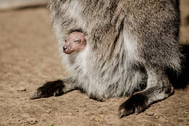 Undated handout photo issued by Woburn Safari Park of one of the youngest Joeys (approx three-weeks-old) poking its head out of its mother's pouch to enjoy the sunshine as Woburn Safari Park has enjoyed a recent baby boom, including baby Red River hoglets, baby Joeys and baby Ring Tailed lemurs. (Photo by Daniel Davies/Woburn Safari Park/PA Wire)