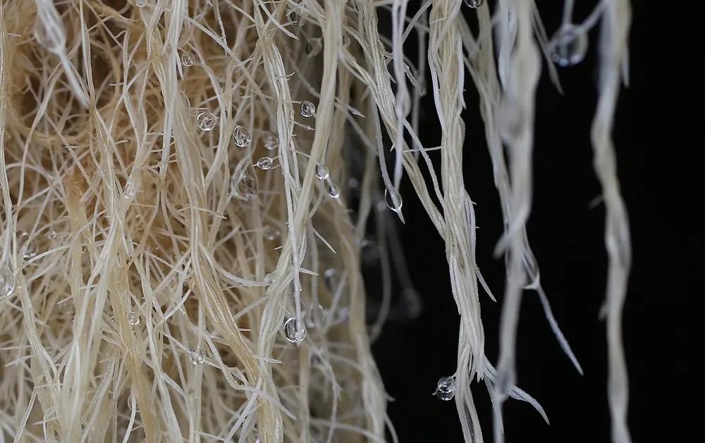 Plant Advanced Technologies