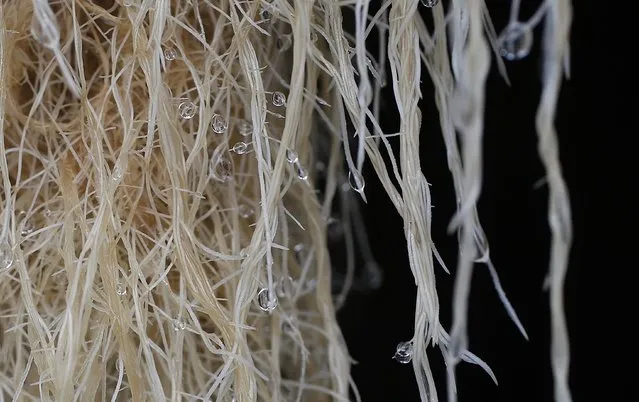 Plants roots are seen after being misted with mineral salts at the Plant Advanced Technologies (PAT) company greenhouse in Laronxe near Nancy, Eastern France, June 19, 2015. (Photo by Vincent Kessler/Reuters)