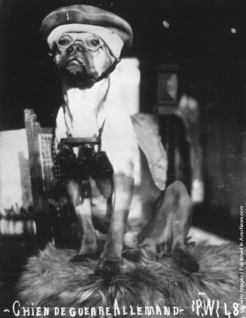 A German Army dog from the First World War wearing a hat and glasses and carrying a pair of binoculars, 1916