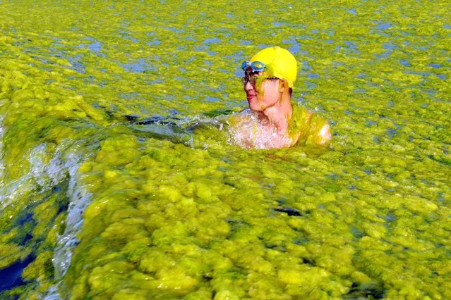 This picture taken on July 22, 2015 shows a man swimming amid algae at a beach in Qingdao, in eastern China's Shandong province. The algal phenomenon, an annual occurrence in Qingdao, is usually caused by an abundance of nutrients in the water, especially phosphorus, although the triggers for the enormous blooms which began to appear in the Yellow Sea in 2007 remain uncertain. (Photo by AFP Photo/Stringer)