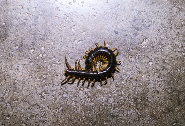 A centipede is crawling on the floor in a house at night in Tehtatta, West Bengal, India, on July 24, 2024. (Photo by Soumyabrata Roy/NurPhoto/Rex Features/Shutterstock)