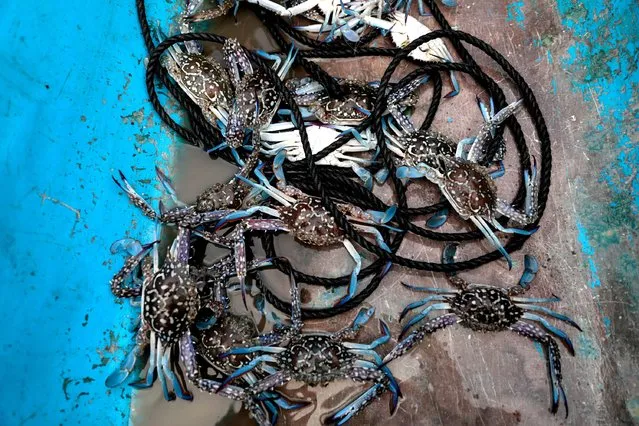 Crabs caught by Domingo Martinez, 40, are stored on his boat in Sitio Pariahan, Bulakan, Bulacan, north of Manila, Philippines, November 26, 2019. (Photo by Eloisa Lopez/Reuters)