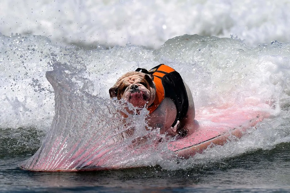 Surf Dogs