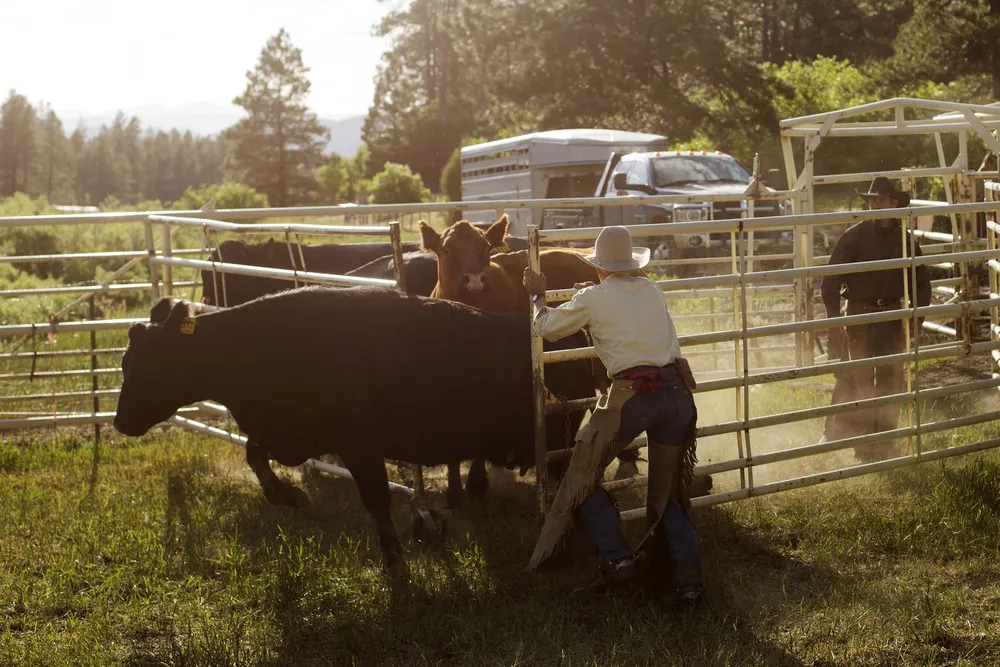 The Real Life of Modern Cowboys