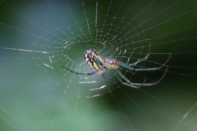 An orchard orbweaver spider (Leucauge venusta) in a web in Toronto, Ontario, Canada, on September 1, 2024. (Photo by Creative Touch Imaging Ltd/NurPhoto/Rex Features/Shutterstock)