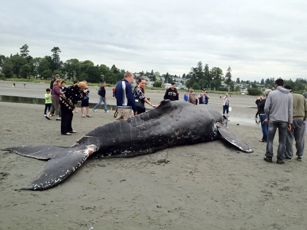 Young Humpback Whale Found Dead on the Beach in White Rock