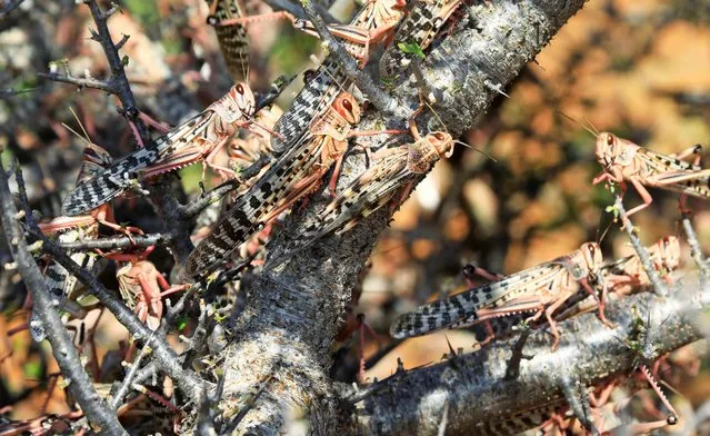 Desert locusts are seen feeding on a tree in a grazing land on the outskirt of Dusamareb in Galmudug region, Somalia on December 22, 2019. (Photo by Feisal Omar/Reuters)