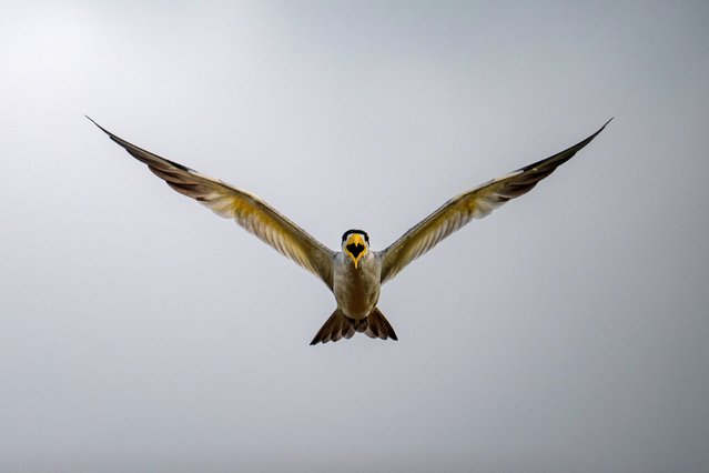 A Black Crowned Night Heron (Nycticorax nycticorax) flies in a field near Las Tiamitas, in the northern region of Apure State, Venezuela, on October 5, 2024. (Photo by Federico Parra/AFP Photo)