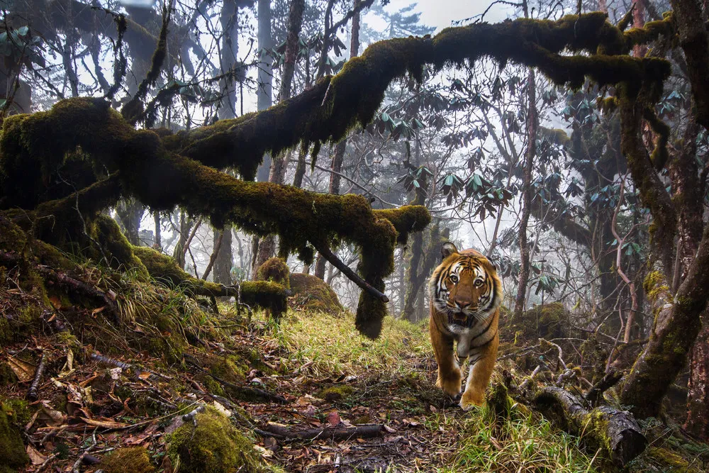 Wild Tigers of Bhutan