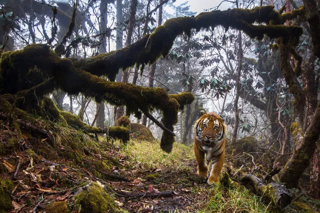 Finally, a wild tiger makes a grand entry and the camera trap in corridor eight takes a perfect snap. (Photo by Emmanuel Rondeau/WWF UK/The Guardian)