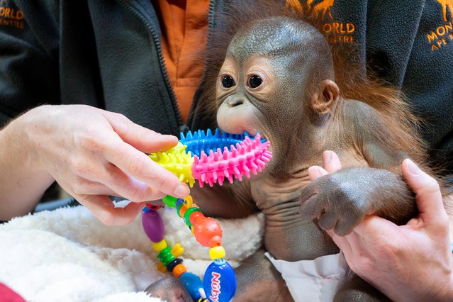 Undated handout photo issued by Monkey World of baby orang-utan Sibu Junior at Monkey World. The now 12-week-old male will be hand reared by the European specialist orang-utan creche at the Monkey World – Ape Rescue Centre in Dorset, UK. (Photo by MonkeyWorld/Dublin Zoo/PA Wire)