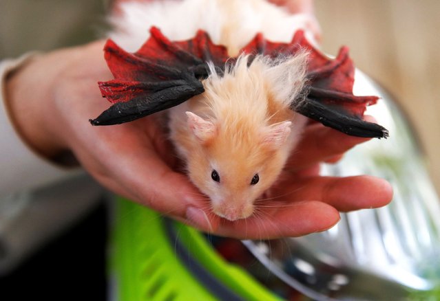 A pet owner holds her hamster during a Halloween pet costume competition, in Vina del Mar, Chile on October 30, 2024. (Photo by Rodrigo Garrido/Reuters)