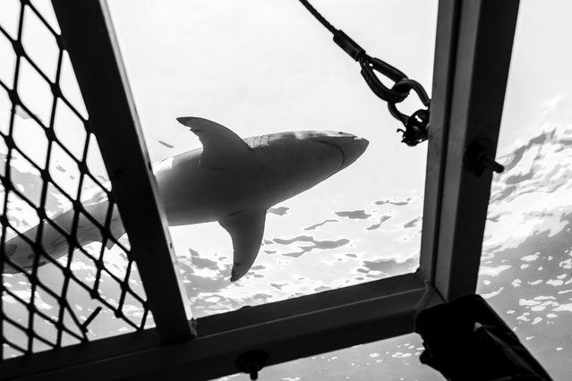 Great White Shark, Isla Guadalupe, 2012. (Photo by Todd Bretl)