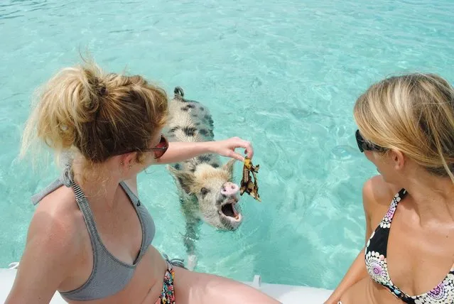 Swimming Pig Off The Island Of Big Major Cay