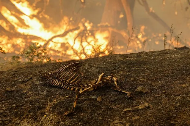 The remains of an animal is seen as McKinney Fire burns near Yreka, California, U.S., July 30, 2022. (Photo by Fred Greaves/Reuters)
