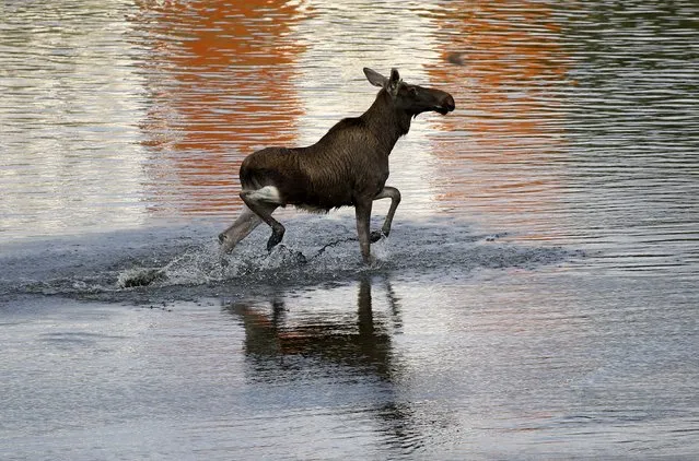 A moose wades in the Vistula river in central Warsaw, Poland August 26, 2015. Local residents reported finding the moose wandering the streets of Warsaw in the morning. (Photo by Kacper Pempel/Reuters)