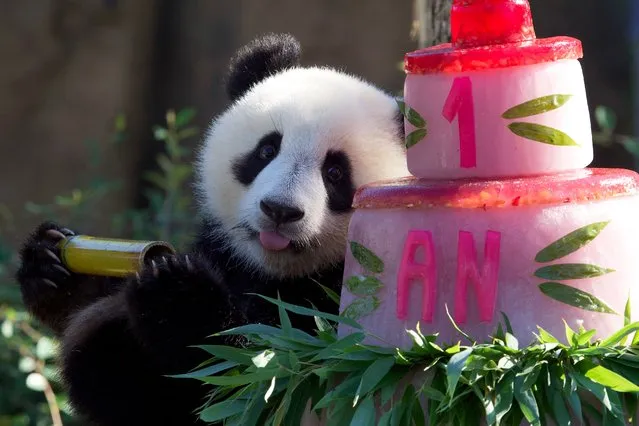 Panda cub Huanlili sits next her first birthday cake at the Beauval zoological park in Saint-Aignan, central France, on August 2, 2022. Twin panda cubs Yuandudu and Huanlili were born in the Beauval zoo on August 2, 2021. (Photo by Guillaume Souvant/AFP Photo)