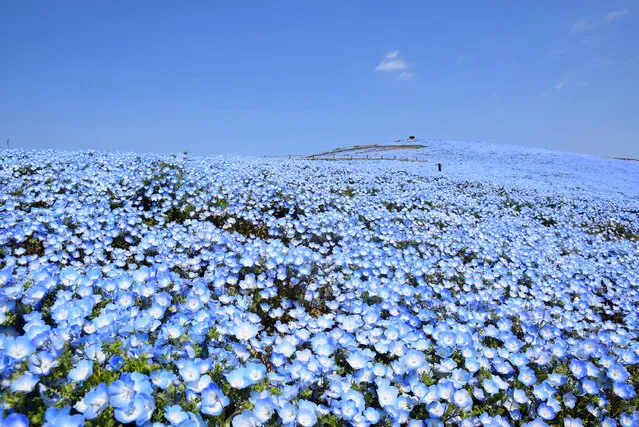 Nemophila flowers are seen blooming at the Hitachi Seaside Park in Hitachinaka, Japan, 09 April 2020 (issued 16 April 2020). The park is closed to the public since 04 April to prevent the spread of the Coronavirus (COVID-19). (Photo by JIJI Press/EPA/EFE)