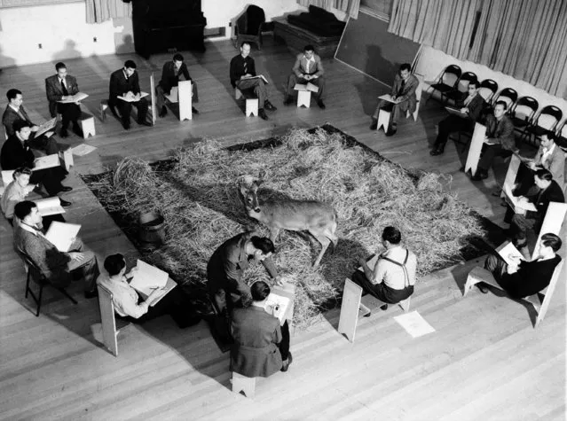 Before the artists started to work on the full-length production of “Bambi” they went through a rigid course of training, as shown June 14, 1942. World famous master of animal art, Rico LeBrun was brought in to the studio to teach the Disney staff the intricate points of deer anatomy. He is shown in the classroom, with a live deer, at lower center standing over one of the artists. (Photo by AP Photo)