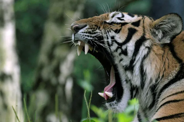 Tiger Yasha yawns in Hagenbecks zoo in Hamburg, northern Germany on August 4, 2016. (Photo by Fabian Bimmer/Reuters)