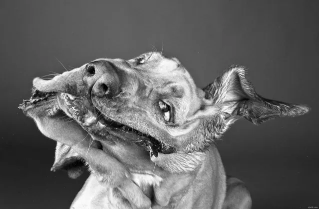 Dogs and Cats by Pet Photographer Carli Davidson