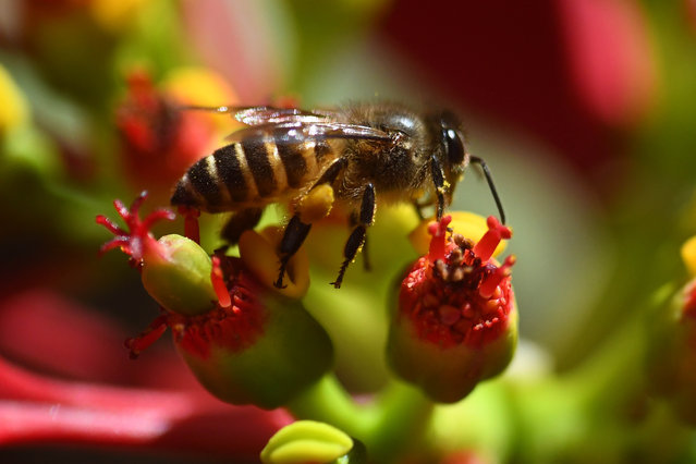 A honey bee collecting nectar and pollen from a flower in Nagaon district, in the north-eastern state of Assam, India on January 9, 2023. (Photo by Anuwar Hazarika/NurPhoto/Rex Features/Shutterstock)