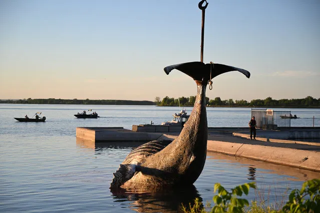 The body of a young humpback whale is lifted out of the water during the evening of June 9, 2020 in Sainte-Anne-de-Sorel (90 km east of Montreal), Quebec, where it was towed after being found east of Montreal in the morning hours. The mammal was left lying on the shore, cordoned off by the police. A necropsy is due to take place on June 10. The young humpback whale that swam up one of Canada's major rivers, delighting Montrealers who packed the shores for a glimpse of the first of the species in local waters, is believed to have died, wildlife officials said June 9. (Photo by Eric Thomas/AFP Photo)