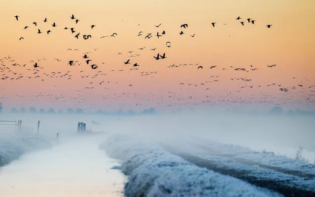 Geese fly overhead as the first winter frost blankets the fields in Oudeland van Strijen on December 21, 2021. (Photo by Jeffrey Groeneweg/ANP via AFP Photo)