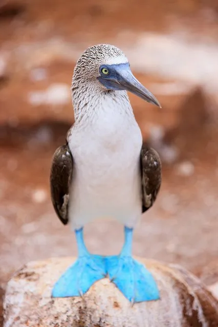 Blue-Footed Booby