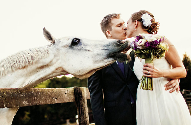 A horse ruins a couples wedding photo. (Photo by Ken Pak/Caters News Agency)