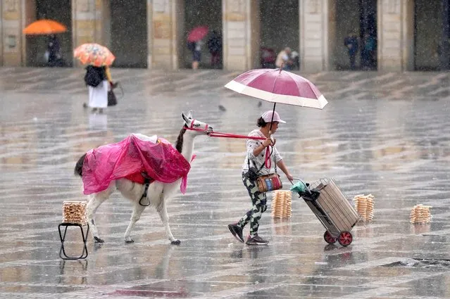 A street photographer leaves Bolivar Square with her llama after it started to rain in Bogota, Colombia, Tuesday, October 25, 2022. (Photo by Fernando Vergara/AP Photo)