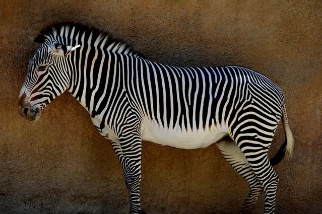 A Zebra stands in the shade at the Los Angeles Zoo as another heat wave hits Los Angeles on October 6, 2014. The zoo, located beside Los Angeles' Griffith Park, is home to 1,100 animals from around the world. (Photo by Mark Ralston/AFP Photo)