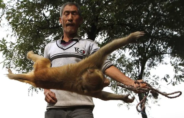 Huahua, a three-year-old monkey, plays with Yang Lingui, in Xinye county, Henan province, October 15, 2014. Yang, 58, and his family earn a living by training and performing with monkeys, which was traditionally the most popular profession of the county. In the past, Yang and his fellow village performers travelled around the country to perform, but now they hardly get a single show invite. (Photo by Reuters/Stringer)