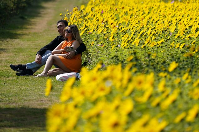 A couple have their picture taken besides sunflower fields, at Becketts Farm in Wythall, Worcestershire, UK on Monday, August 26, 2024. (Photo by Jacob King/PA Images via Getty Images)