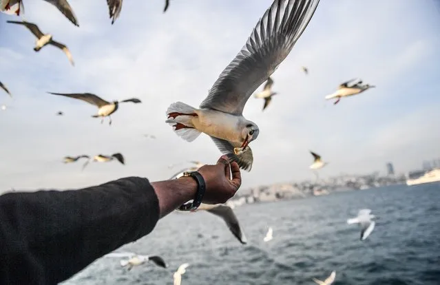 A man feeds a seagull flying behind a ferry on The Bosphorus as the sun shines in Istanbul, Turkey on January 4, 2018. (Photo by Bulent Kilic/AFP Photo)